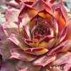 Sempervivum 'Uwe's Schöne'