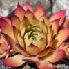 Sempervivum 'Uwe's Schöne'