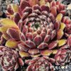 Sempervivum 'Flauschball'