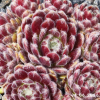 Sempervivum 'Flauschball'