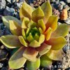 Sempervivum 'Golddrop'