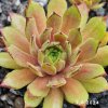 Sempervivum 'Golddrop'
