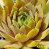 Sempervivum 'Golddrop'