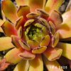 Sempervivum 'Golddrop'
