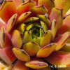Sempervivum 'Golddrop'