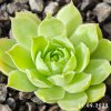 Sempervivum 'Sonnenschein'
