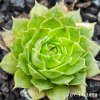Sempervivum 'Sonnenschein'