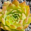 Sempervivum 'Sonnenschein'