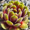 Sempervivum 'Aulis'