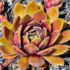 Sempervivum 'Aulis'