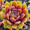 Sempervivum 'Aulis'