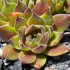 Sempervivum 'Peter Dieckmann'