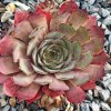 Sempervivum 'Angelique'
