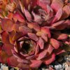 Sempervivum 'Angelique'