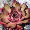 Sempervivum 'Angelique'