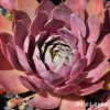 Sempervivum 'Pink Lotus'