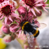 Sempervivum 'Pink Lotus'
