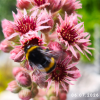 Sempervivum 'Pink Lotus'