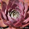 Sempervivum 'Pink Lotus'