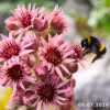 Sempervivum 'Pink Lotus'