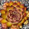 Sempervivum 'Trail Walker'