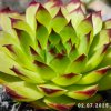 Sempervivum 'Green Giant'