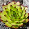 Sempervivum 'Green Giant'