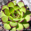 Sempervivum 'Green Giant'