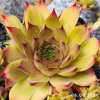 Sempervivum 'Leo'