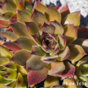 Sempervivum 'Leo'