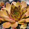 Sempervivum 'Normann'