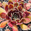 Sempervivum 'Festive Fayre'