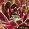 Sempervivum 'Festive Fayre'