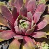 Sempervivum 'Georgia Rowan'