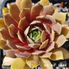 Sempervivum 'Rosé Rosa'