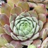 Sempervivum 'Struppi'