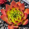 Sempervivum 'One Hundred'