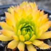 Sempervivum 'Cmiral's Yellow'