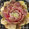 Sempervivum 'Shannon Louise'