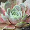 Sempervivum 'Shannon Louise'