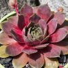 Sempervivum 'Shannon Louise'