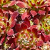 Sempervivum 'Schnickschnack'