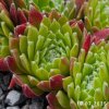 Sempervivum 'Schnickschnack'