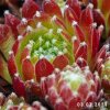 Sempervivum 'Schnickschnack'