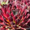 Sempervivum 'Schnickschnack'