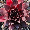 Sempervivum 'Intensity'
