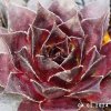 Sempervivum 'Intensity'