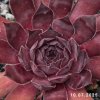 Sempervivum 'Intensity'