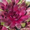 Sempervivum 'Tesoro'