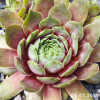 Sempervivum 'Cherry Vanilla'